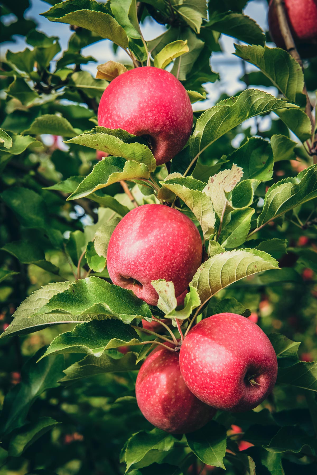 Région Occitanie - Pommes